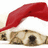 A dog wearing a red Santa hat with green text reading 'happy holidays' appears in the second frame.