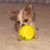 A pixelated Chihuahua dog holding a yellow ball on the left, with purple text reading "Chihuahua lover 4ever!" on the right.