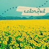 A static pixelated image of a sunflower field under a light blue sky with a banner reading 'colorful' in cursive script.