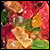 Animated sequence of a fruit arrangement with changing text elements and subtle color shifts across six