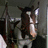 A pixelated image of a horse's head on the left, next to bright cyan background with pink text reading "I <3 Bosco".