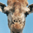 A pixelated giraffe head on a light blue background with white text reading 'yes!' and 'i am from africa' on solid blue