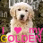 A golden retriever dog appears in a of six with text overlays reading "I ❤️ my GOLDEN" in pink and yellow lettering