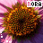 iconhell_bluexaries_nora