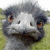 A pixelated image of an ostrich's face with a grassy background, accompanied by purple text reading "what r u lookin at?" and partial text below.