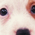 A close-up of a dog's face with text reading "Guess My Breed" in pink letters on a white background, displayed as part of an animated contact sheet.