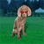 A pixelated dog with red sunglasses stands on green grass, ears shifting between upright and flopped positions