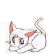 White cat with pink inner ears and a golden crescent on forehead in four distinct poses showing varied eye expressions and head positions.