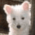 Four dog images arranged in a with text reading "I Love Dogs!" on the bottom right