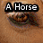 A four- displays text and images: a horse eye, a blue object, a mouth, and a person with 'BEST FRIEND' text