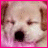 Pixelated dog face with closed eyes and pink border, paired with four text in pixelated font
