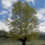 Static pixelated image of a tree with green foliage against a blue sky with white clouds, set on a grassy field with distant dark shapes.