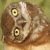Animals icons for AIM, MSN, MySpace and Yahoo
