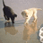 Two cartoon cats stand on a reflective surface; one black cat and one light-colored cat shift positions with the black cat turning its head left to right.