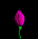 Animated sequence of a pink flower blooming and closing against black background, showing petal expansion from bud to full bloom with green stem visible.