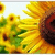 A sunflower with yellow petals and a brown center, surrounded by green foliage against a white background.