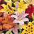 A static pixelated image of a white flower with multiple petals against a blurred background of yellow, orange, and red tones.