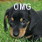 A dog with black and tan fur appears in three with text overlays reading "OMG," "sooo," and "CUTE!!" against a grassy background