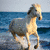A pixelated horse stands on a beach with ocean waves behind it, while purple text appears on the right side of the image.