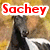 A horse's head appears in four with red text reading "Sachey" or "sachey" above it, set against a blurred yellow-brown background