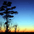 Silhouette of a tree with multiple branches against a gradient sky transitioning from dark blue to light blue to yellow-orange at the horizon.