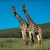 giraffe-picture-50x50