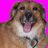 Pixelated dog with brown and white fur, black nose, pink tongue extended, dark eyes against bright magenta background.