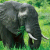 Pixelated static image of an elephant's head and upper body against a green background with visible dithering and low-resolution rendering artifacts.