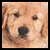 Pixelated close-up of a light brown dog's face with dark eyes and nose, next to abstract multicolored line art on white background.