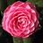 A static image of a pink rose with layered petals, green leaves, and dark background.