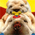 Static 50x50 pixel icon of a light-colored dog with a red collar, yellow background, and blue accents at the bottom corners.