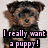 A pixelated dog with brown and black fur appears in two side-by-side frames, one with text overlay and the other with a pink background.