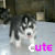 Animated sequence of a husky puppy standing on a light surface with background elements, text 'cute' in pink and white below the dog.