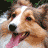Animated Shetland Sheepdog with brown and white fur, pink tongue out, holding green tennis balls in front of a blurred background.