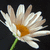 A pixelated daisy with white petals and an orange center on a dark background, viewed from a slightly angled perspective.