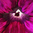 Flickr: The Help Forum: Can't see any images (China June 7th 12.30pm) 中国－看不见图片