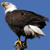 A bald eagle perched on a branch against a solid blue background, with white head and tail feathers, brown body, and yellow beak and talons.