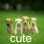 Animals icons for AIM, MSN, MySpace and Yahoo