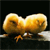 Animals icons for AIM, MSN, MySpace and Yahoo