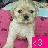 A pixelated dog with light fur sits on a pink surface, accompanied by text reading "Don't hate me cuz i'm cute" in black and purple fonts.
