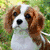 Animated sequence of three dogs: Cavalier King Charles Spaniel, Bernese Mountain Dog, and white dog with floppy ears, each in separate frames.