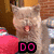A four- shows a light-colored cat with its mouth open, tongue out, and eyes closed in the top-left ; text changes