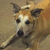 Pixelated dog image with pink text memorializing 'R.I.P Norman' and dates '1995-March 18, 2008' on yellow background.