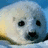 Pixelated seal head on left, pink pixelated text on right reads 'without u i am nothing i miss you' against white background.