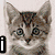 cat images with text overlays: a tabby kitten, a fluffy white cat, two cats on grass, and six smaller cat portraits