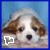 A small dog with brown and white fur appears in four , each showing a different white outline shape near its lower left