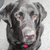 A gray dog with a pink collar appears in two states: one with no text and another with red text reading 'look @ me' over its face.