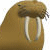 Brown walrus with large tusks appears on left, brown text 'ARF!' repeated three times and 'Goes the little Stormi!' on right.