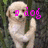 Pixelated dog with light brown fur stands upright, holding a pink 'dog' text overlay against a dark green background.