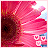 A pink flower with a dark brown center and light blue background, featuring three small white heart symbols in the lower right corner.